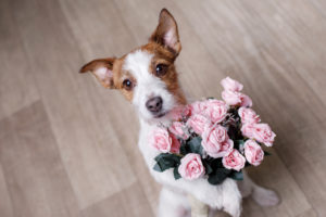 valentine's day dog