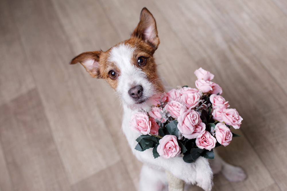 valentine's day dog